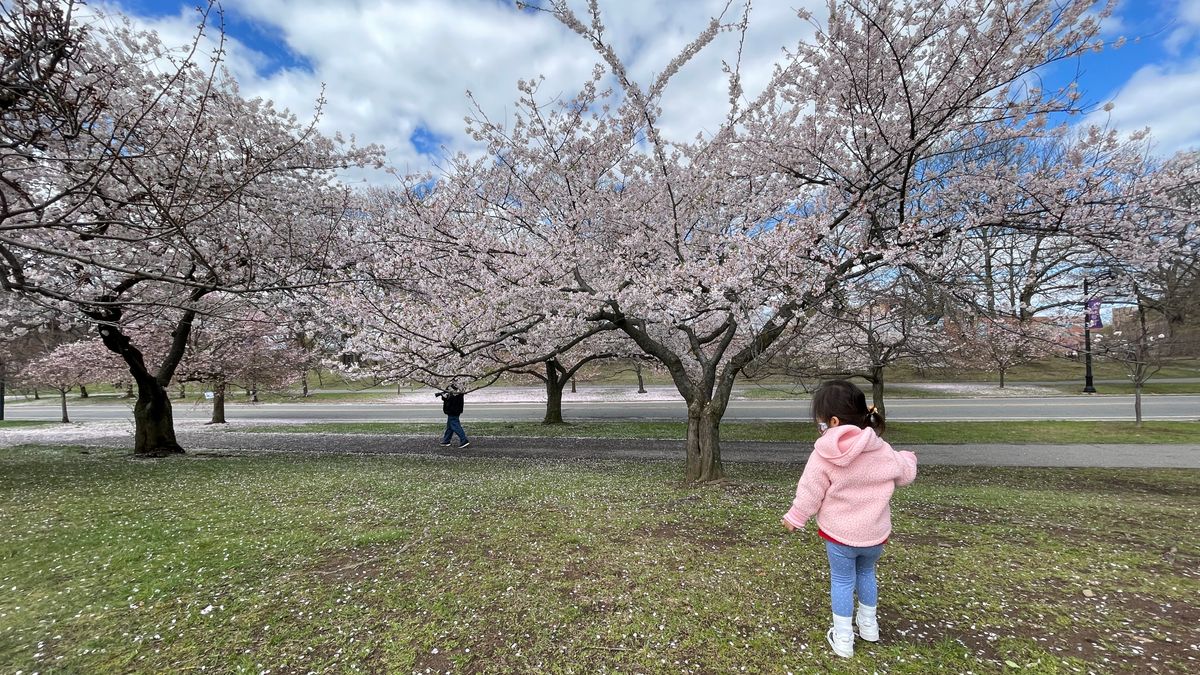 Cherry blossom memories